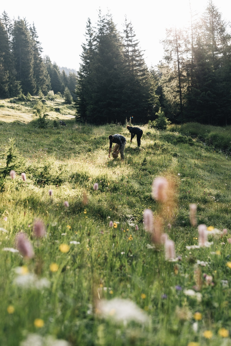 Mit Alpenkräutern aus den Tiroler Bergen